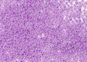 Бисер Чехия круглый 10/0 500 г 37128